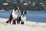 BOSTON TERRIER 291